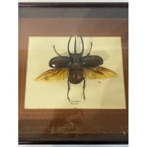 217 - Taxidermy Atlas Beetle in Framed Case. 31.5cm x 26.5cm x 5cm