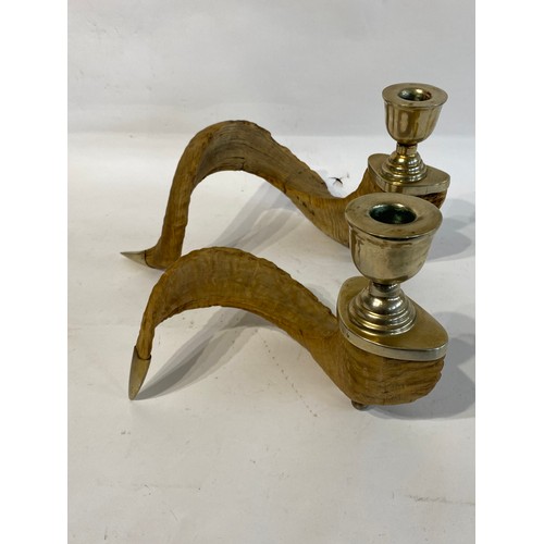 218 - Two Taxidermy Rams Horns in the Form of Candle Holders. Largest 38cm x 20cm