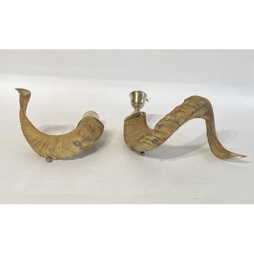 218 - Two Taxidermy Rams Horns in the Form of Candle Holders. Largest 38cm x 20cm