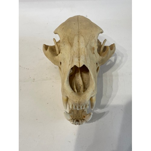 219 - Taxidermy North American Black Bear  Skull. 28cm x 17cm x 13cm