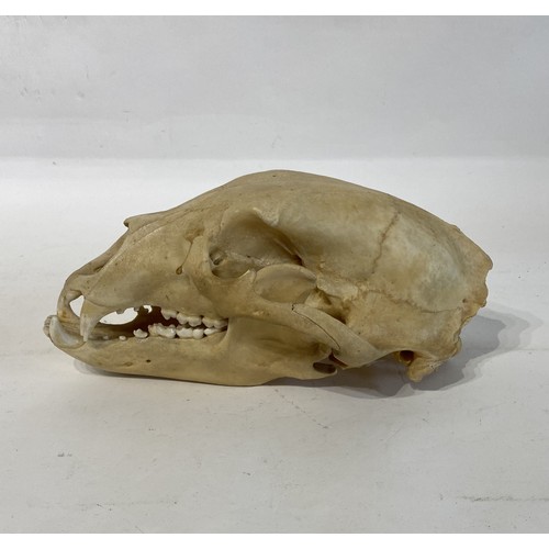 219 - Taxidermy North American Black Bear  Skull. 28cm x 17cm x 13cm