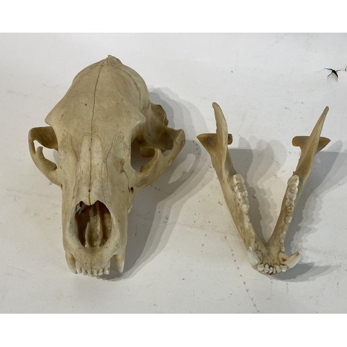 219 - Taxidermy North American Black Bear  Skull. 28cm x 17cm x 13cm