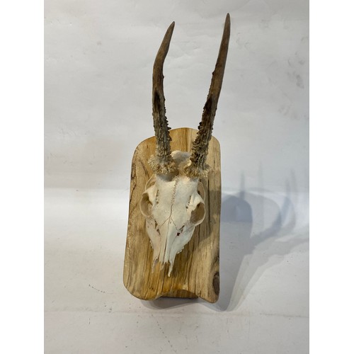 220 - Taxidermy Deer Antlers and Skull on Mount. 41cm x 19cm x 14cm