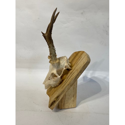 220 - Taxidermy Deer Antlers and Skull on Mount. 41cm x 19cm x 14cm