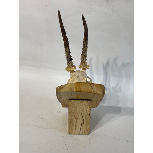 220 - Taxidermy Deer Antlers and Skull on Mount. 41cm x 19cm x 14cm