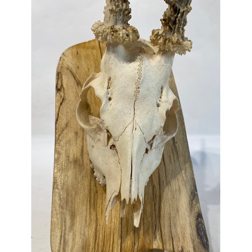 220 - Taxidermy Deer Antlers and Skull on Mount. 41cm x 19cm x 14cm