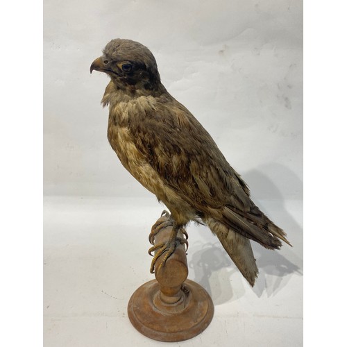 221 - Taxidermy Peregrine Falcon Mounted on Perch. 45cm x 30cm