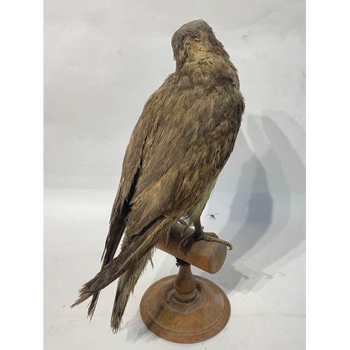 221 - Taxidermy Peregrine Falcon Mounted on Perch. 45cm x 30cm