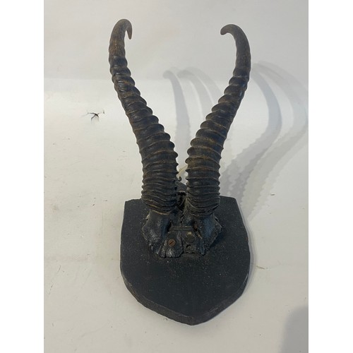 222 - Mounted Taxidermy Antelope Horns. 31cm x 19cm x 16cm