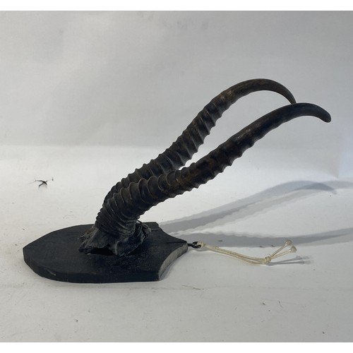 222 - Mounted Taxidermy Antelope Horns. 31cm x 19cm x 16cm