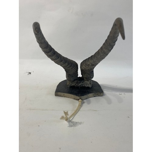 222 - Mounted Taxidermy Antelope Horns. 31cm x 19cm x 16cm