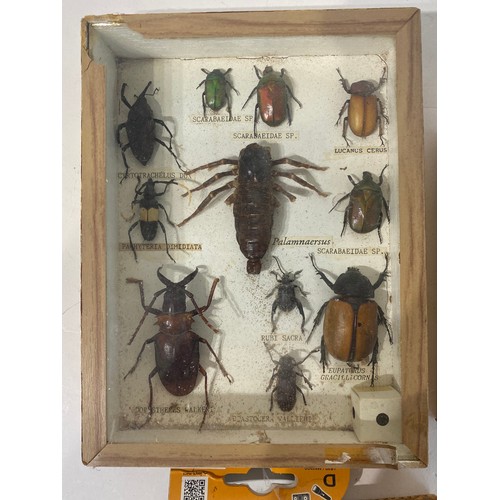 223 - Two Taxidermy Scorpions Along With A Collection of Taxidermy Beetles in Framed Cases 20.5cm x 15.5cm... 