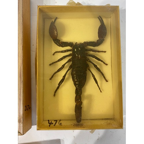 223 - Two Taxidermy Scorpions Along With A Collection of Taxidermy Beetles in Framed Cases 20.5cm x 15.5cm... 