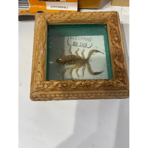 223 - Two Taxidermy Scorpions Along With A Collection of Taxidermy Beetles in Framed Cases 20.5cm x 15.5cm... 