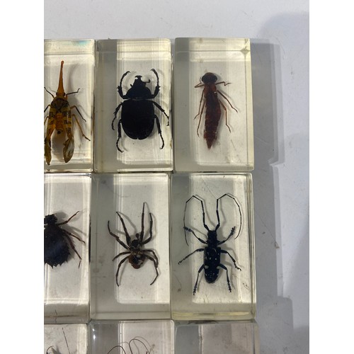 224 - Thirteen Taxidermy Insects, Beetles Etc. Encapsulated in Resin Blocks