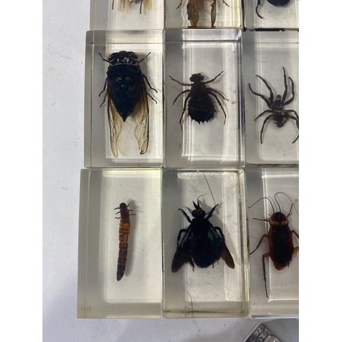 224 - Thirteen Taxidermy Insects, Beetles Etc. Encapsulated in Resin Blocks