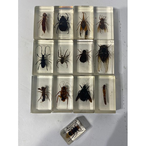 224 - Thirteen Taxidermy Insects, Beetles Etc. Encapsulated in Resin Blocks