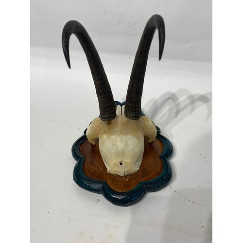 226 - Mounted Taxidermy Chamois  Skull and Antlers. 23cm x 21cm x 16cm