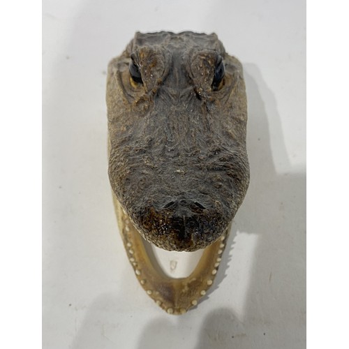 227 - Taxidermy American Alligator Head. No 1. 13cm x 8cm x 7cm