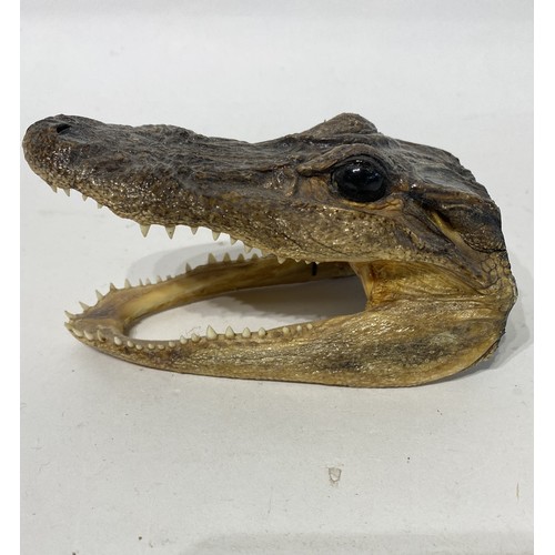 227 - Taxidermy American Alligator Head. No 1. 13cm x 8cm x 7cm