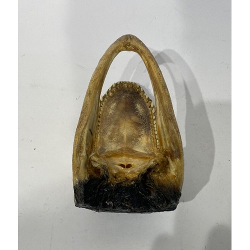 227 - Taxidermy American Alligator Head. No 1. 13cm x 8cm x 7cm