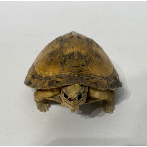 228 - Small Taxidermy Tortoise. 11cm x 7cm x 6cm