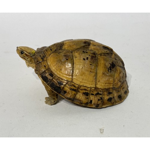 228 - Small Taxidermy Tortoise. 11cm x 7cm x 6cm