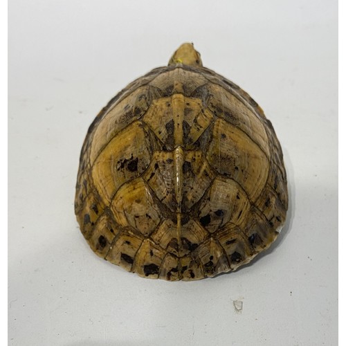 228 - Small Taxidermy Tortoise. 11cm x 7cm x 6cm