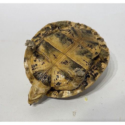 228 - Small Taxidermy Tortoise. 11cm x 7cm x 6cm