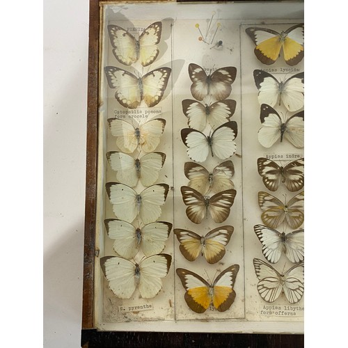 229 - Framed Case of Taxidermy Butterflies. 43cm x 30cm x 5cm