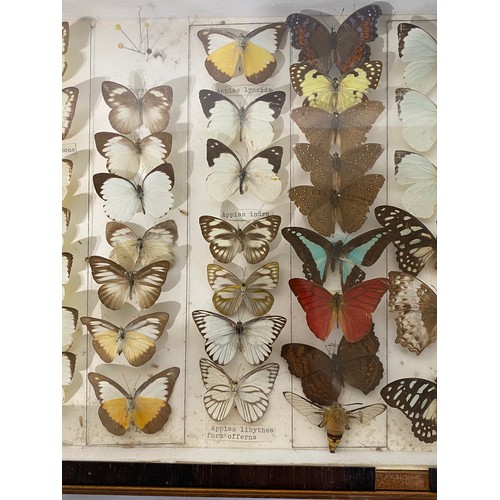 229 - Framed Case of Taxidermy Butterflies. 43cm x 30cm x 5cm