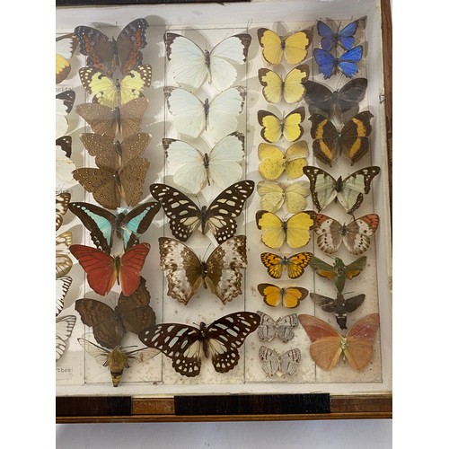 229 - Framed Case of Taxidermy Butterflies. 43cm x 30cm x 5cm