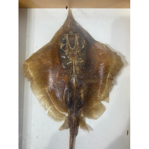 230 - Taxidermy Stingray in Framed Case. 29cm x 18.5cm x 4cm