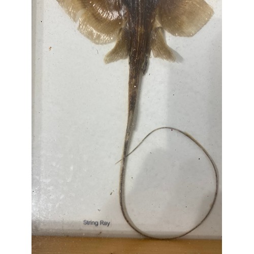 230 - Taxidermy Stingray in Framed Case. 29cm x 18.5cm x 4cm