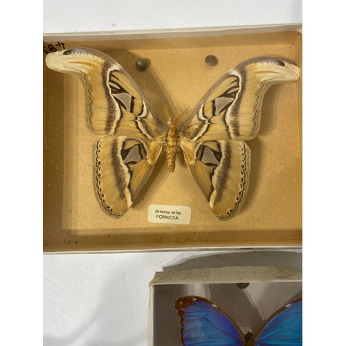 231 - Three Cases of Taxidermy Butterflies.  23cm x 18.5cm x 4cm