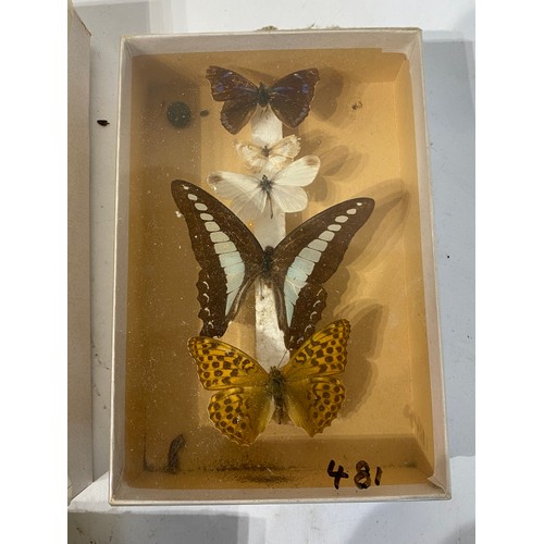 231 - Three Cases of Taxidermy Butterflies.  23cm x 18.5cm x 4cm