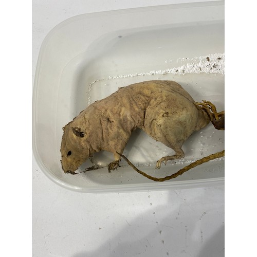 232 - Two Mummified Brown Rats. No 2167