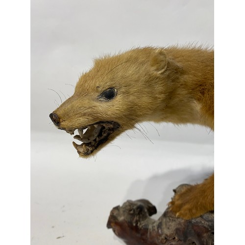 233 - Taxidermy Pine Martin. 41cm x 28cm