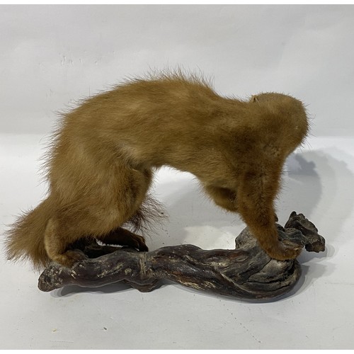 233 - Taxidermy Pine Martin. 41cm x 28cm