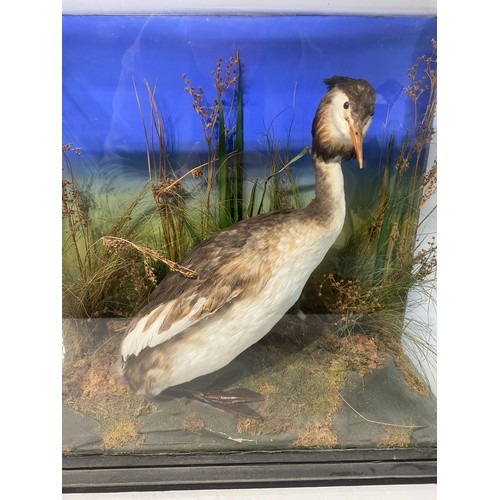 235 - Cased Taxidermy Greater Crested Grebe Bird. 54cm x 47cm x 19.5cm