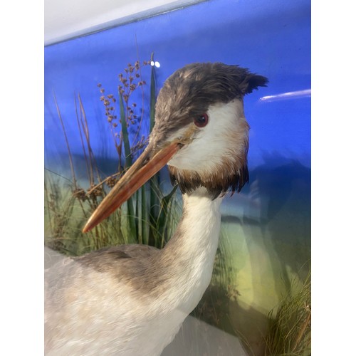 235 - Cased Taxidermy Greater Crested Grebe Bird. 54cm x 47cm x 19.5cm