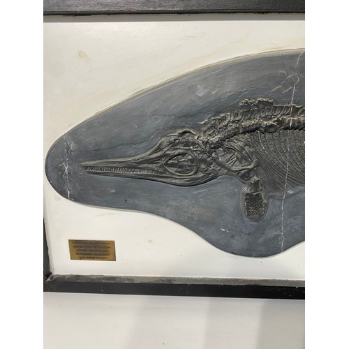 236 - Plaque  Cast of an Ichthyosaur Lower Lias Formation.Lyme Regis Dorset  111cm x 49.5cm