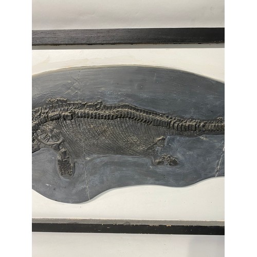 236 - Plaque  Cast of an Ichthyosaur Lower Lias Formation.Lyme Regis Dorset  111cm x 49.5cm