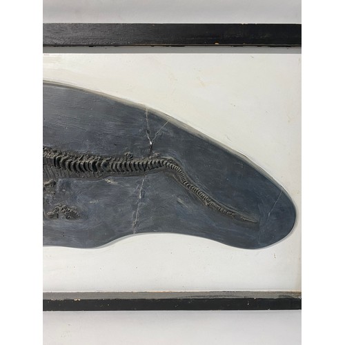 236 - Plaque  Cast of an Ichthyosaur Lower Lias Formation.Lyme Regis Dorset  111cm x 49.5cm