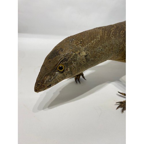 237 - Large Taxidermy  Monitor Lizard. 121cm x 34cm x 19cm