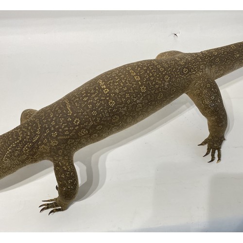 237 - Large Taxidermy  Monitor Lizard. 121cm x 34cm x 19cm