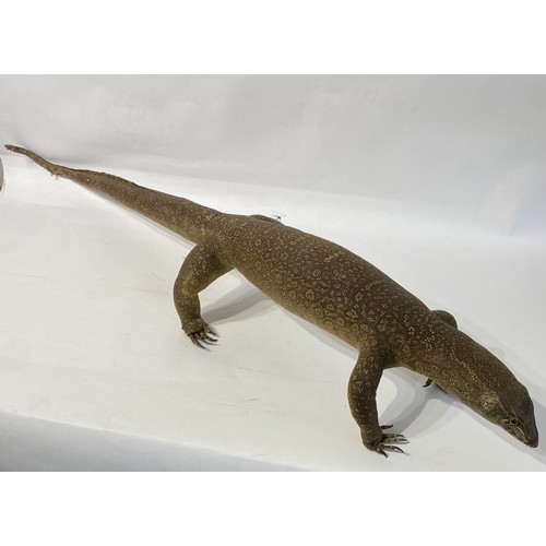 237 - Large Taxidermy  Monitor Lizard. 121cm x 34cm x 19cm