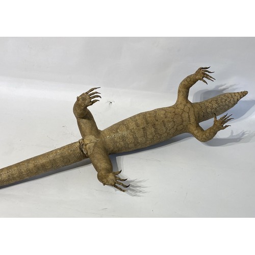 237 - Large Taxidermy  Monitor Lizard. 121cm x 34cm x 19cm