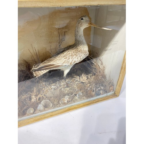 238 - Taxidermy Bar Tailed Godwit. 41.5cm x 34.5cm x 22.5cm