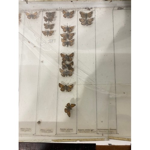 241 - Three Cases of Miscellaneous Taxidermy Butterflies (Incomplete) 43cm x 30cm x 5cm